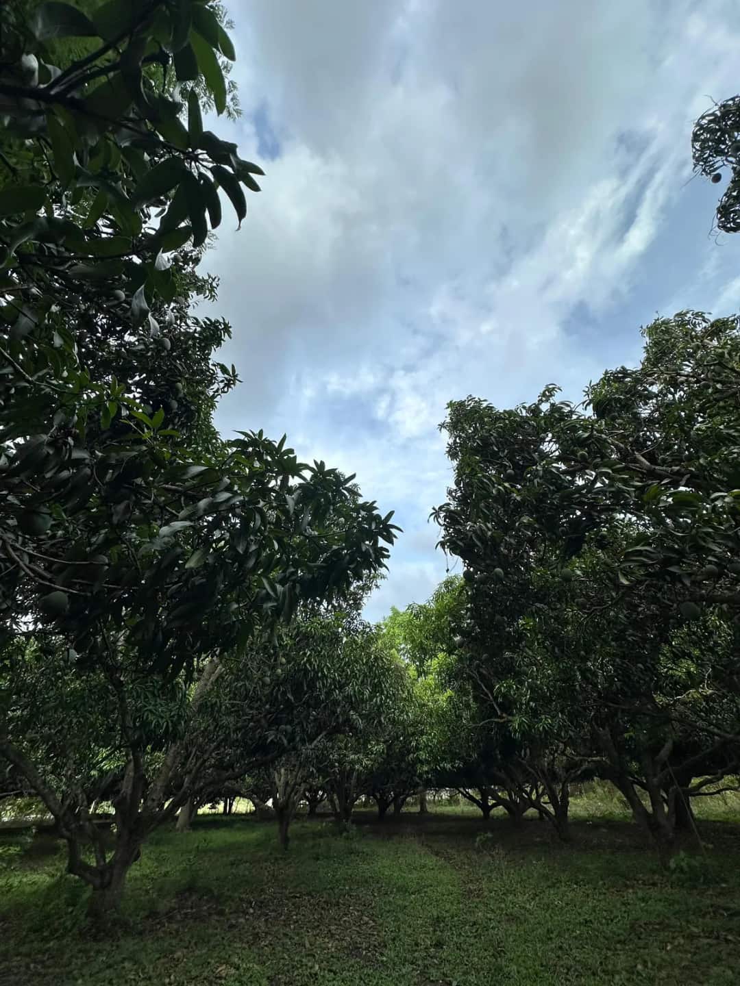 Finca Suyapita en Venta | Cantarranas, San Juan de Flores - Choluteca